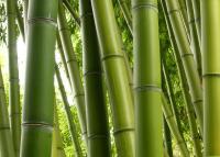 jual bambu gombong murah